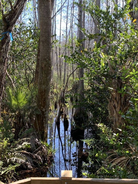 Deep Glades