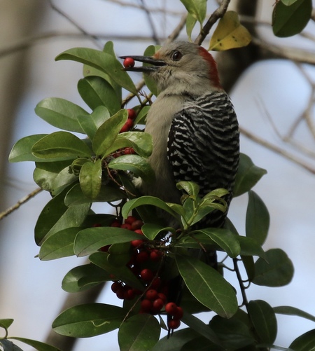 Red Bellied Berry Feast