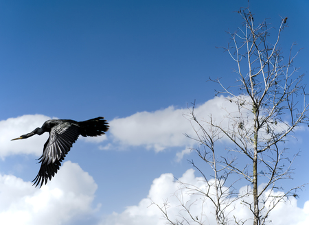 Black Beauty in Flight