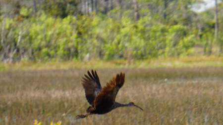 In Flight