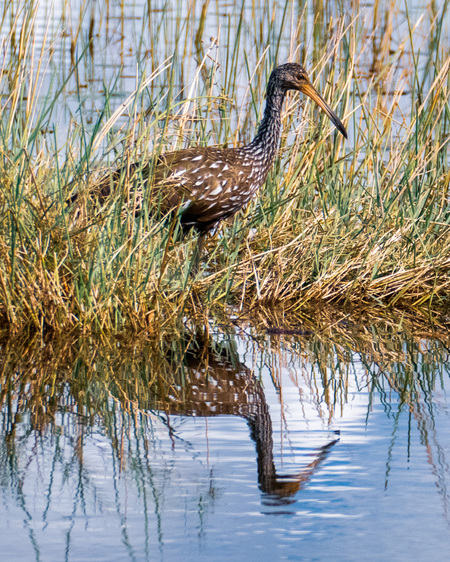 Limpkin looking for Apple Snails