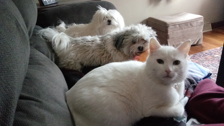 Curly, Winston and Sophie