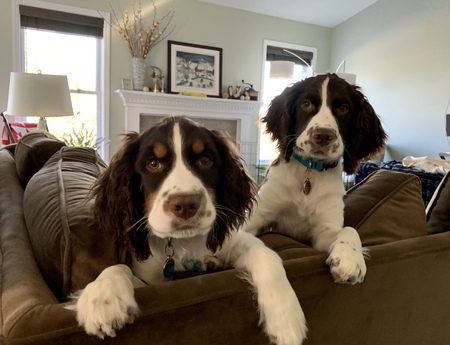 Finn and Sawyer