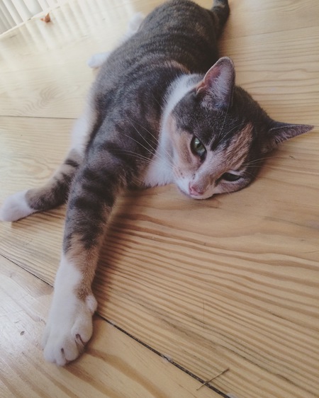 Penelope