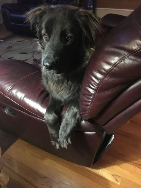 Simba