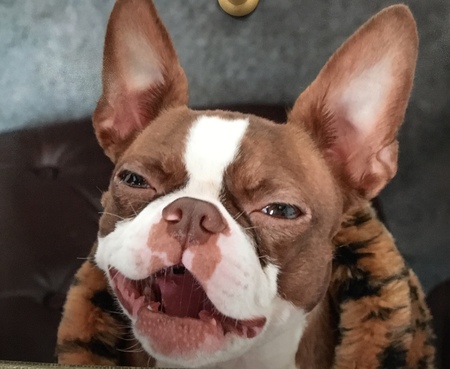 Lilly Belle