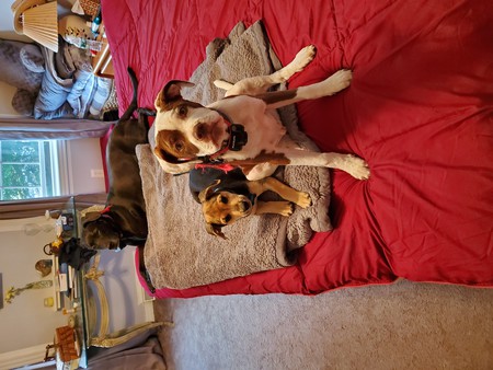 Indie and Dino