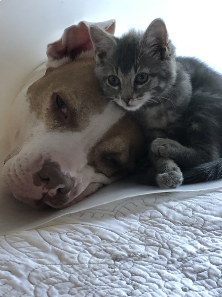 Indy and Luna