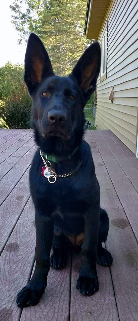 Ziva