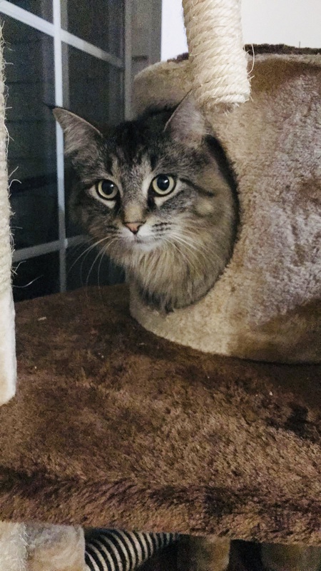 Kitty