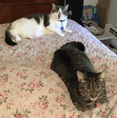 Munchkin and Freshie