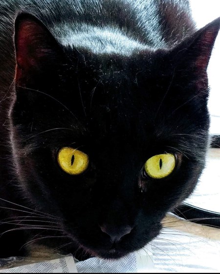 Trixie