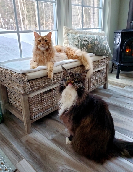 Briggs and Yovi