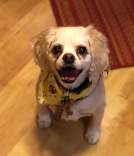 Daisy