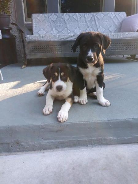 Dodge and Ace