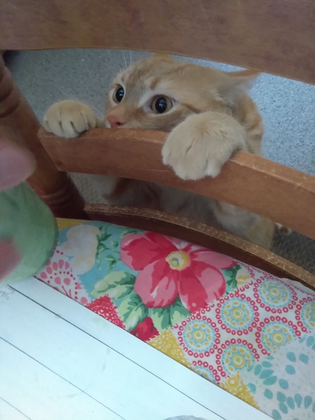 Elliot