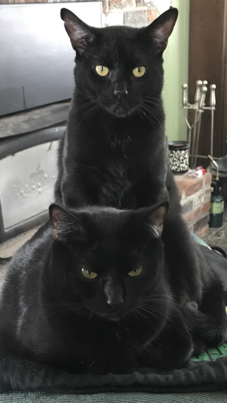 Baboo & Luna