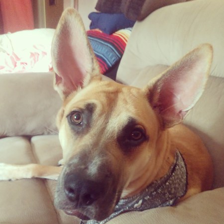 Chloe bear