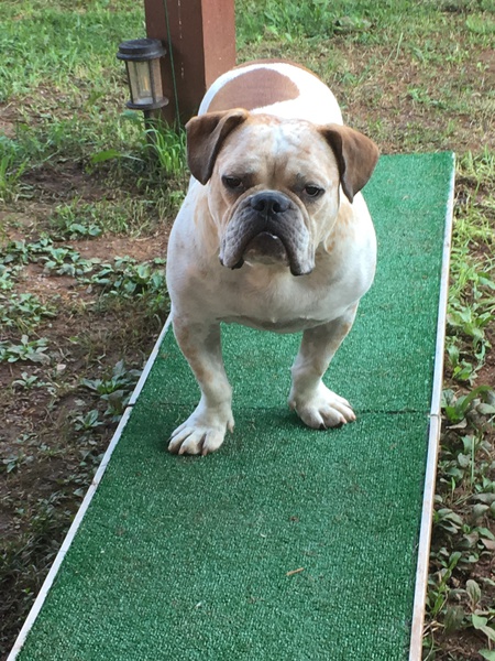 Roscoe Lonestar