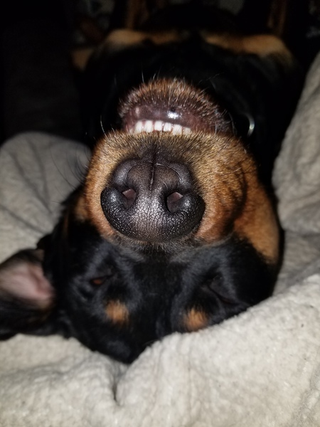 Bailey
