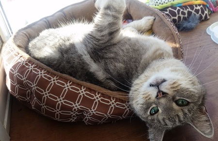 Gata