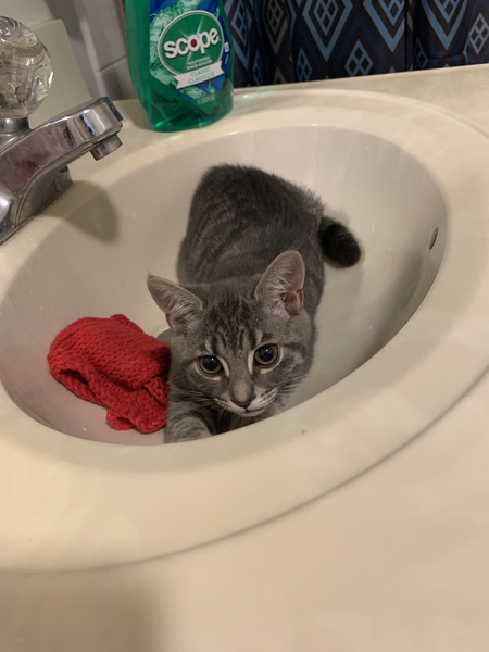 Nala