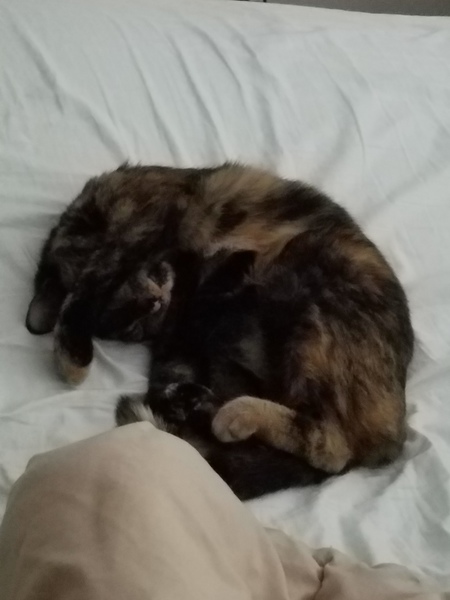 Snickerdoodle (formerly Marigold)