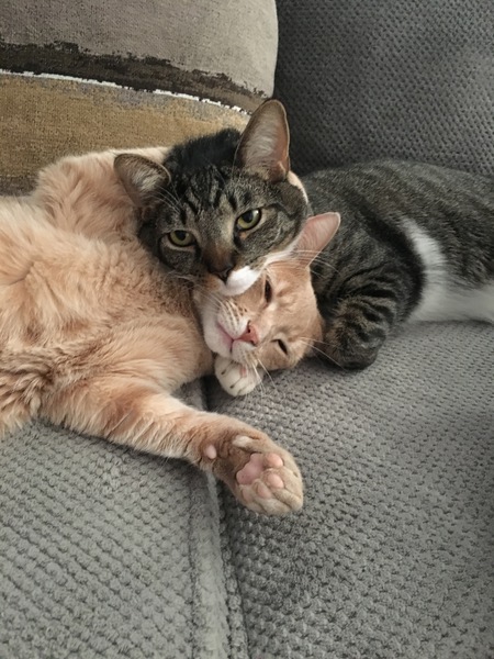 Mac (orange) and Teddy