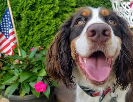 Benji