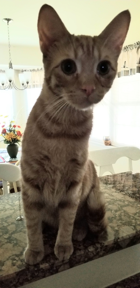 Peanut 