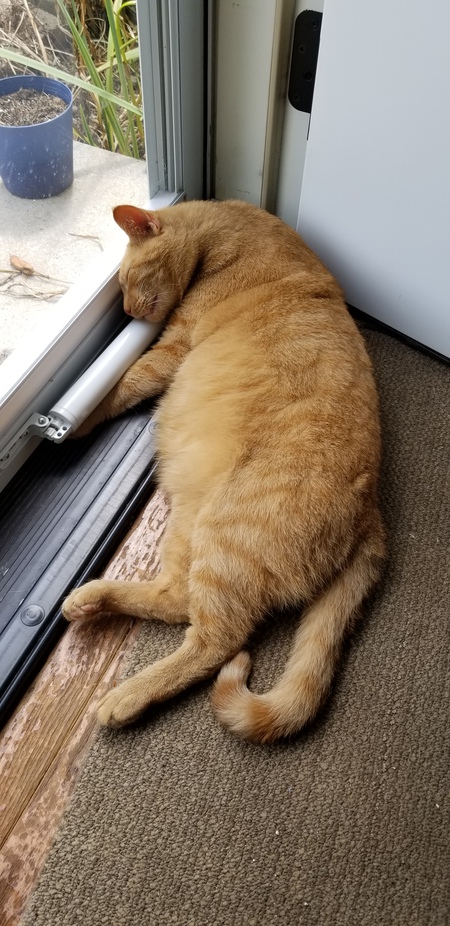 Simba 