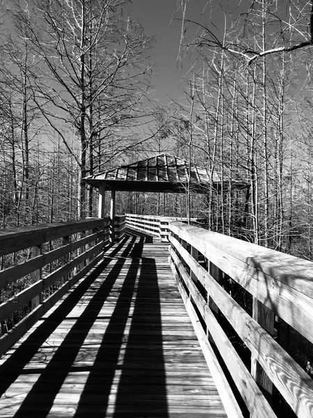 Boardwalk thru the Cypress