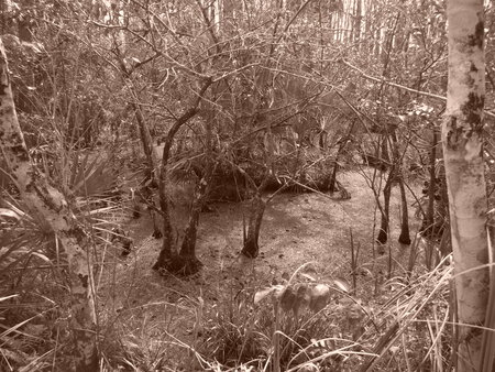 Sepia Swamp