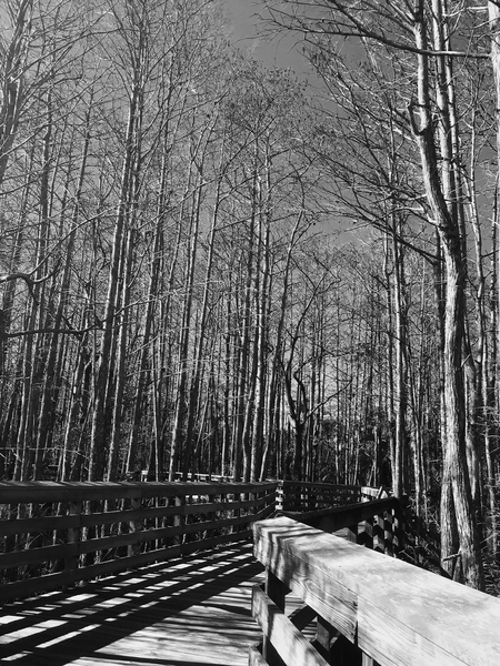 Tunnel of trees 