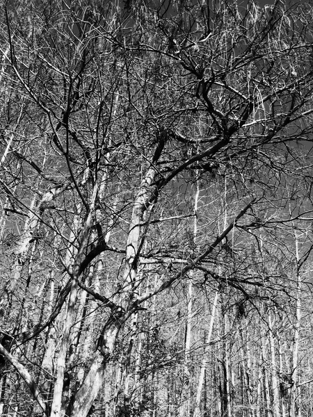 Winter cypress canopy 