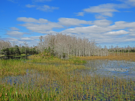 Cypress Tree Island