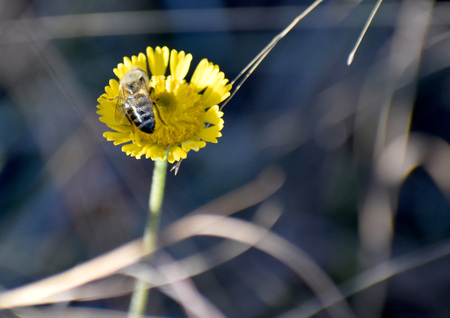 pollinator