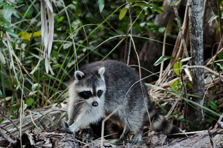 "Forest Bandit"