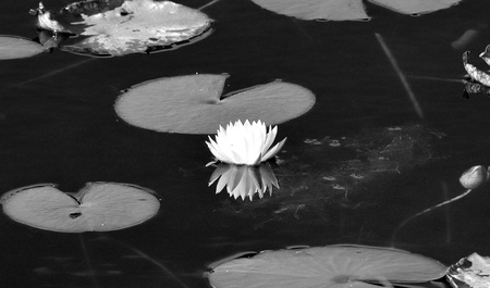 Reflection of lily