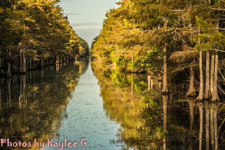 Palmetto Trail Head 2019