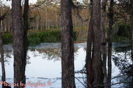 Palmetto Trailhead Reflection 2019