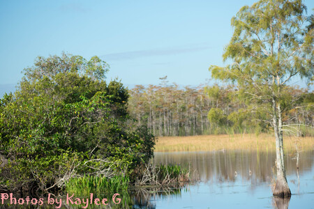 Palmetto Trail Head 2019