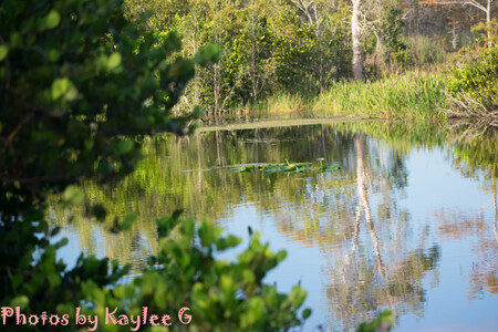 Palmetto Trailhead Reflection 2019