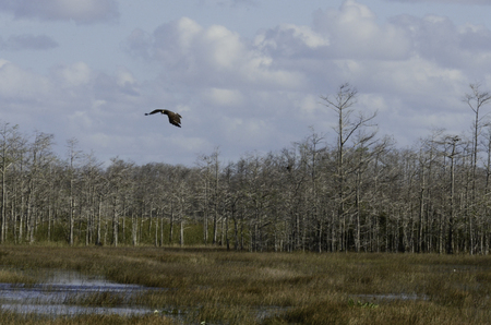 Snail Kite Soaring