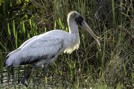 The Stalking Wood Stork