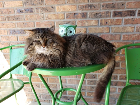 Tarzan