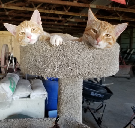 FRED & BARNEY HEISE