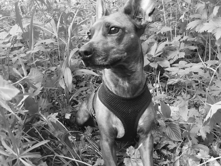 Marley