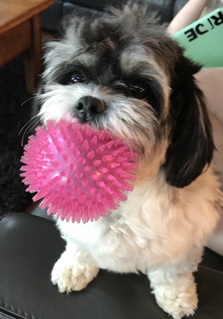 Stella 
