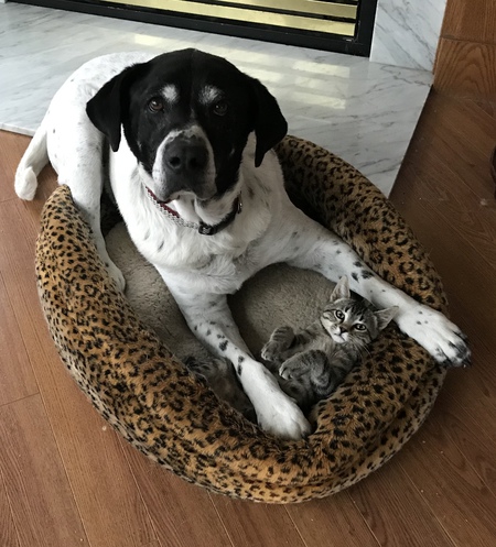 Bubba  & Tiny Tim Buol.